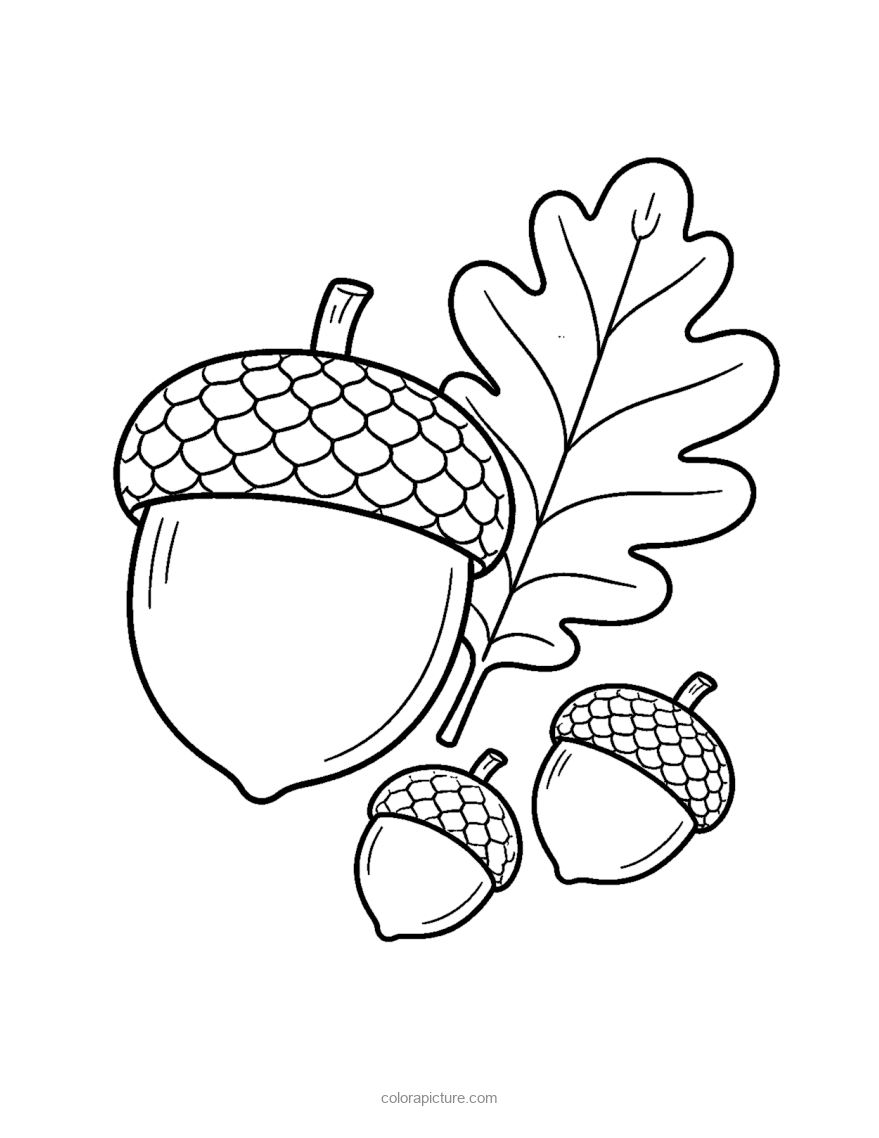 Black-and-white coloring page: Acorns and Oak Leaf