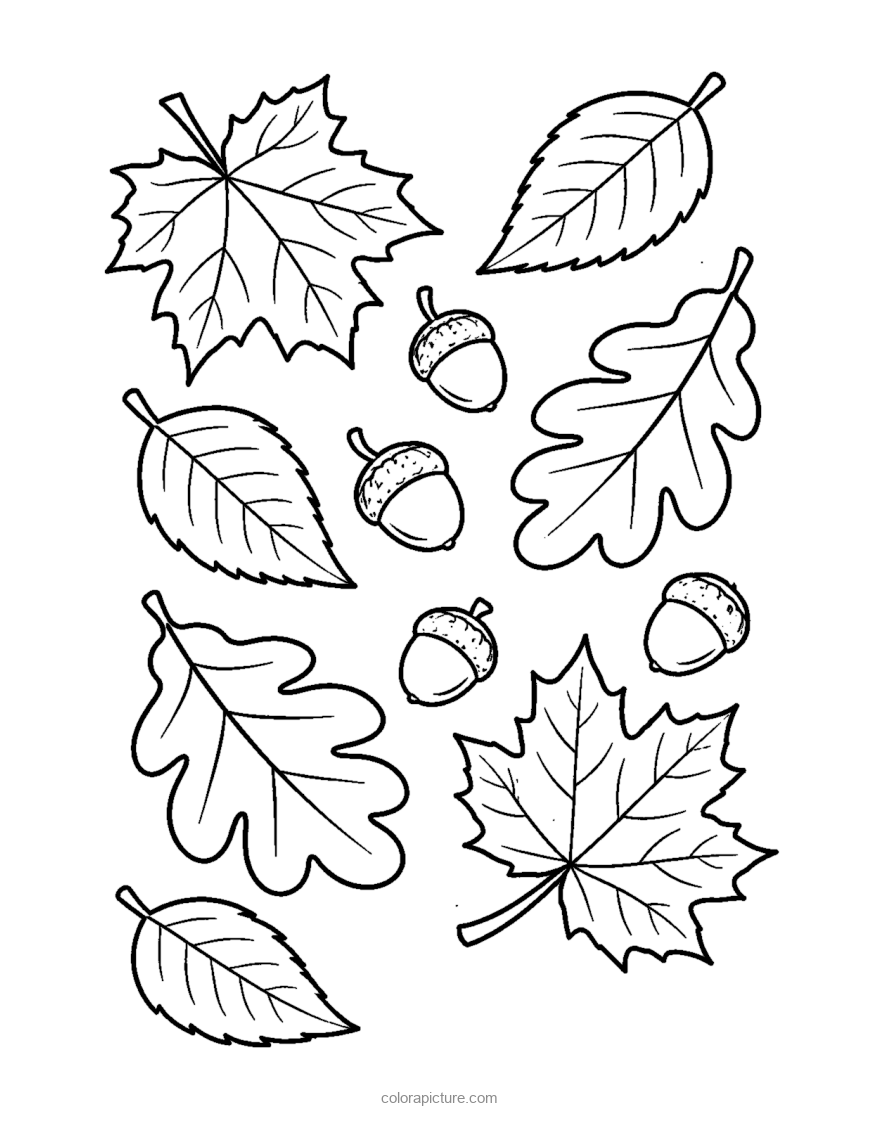 Black-and-white coloring page: Autumn Leaves and Acorns