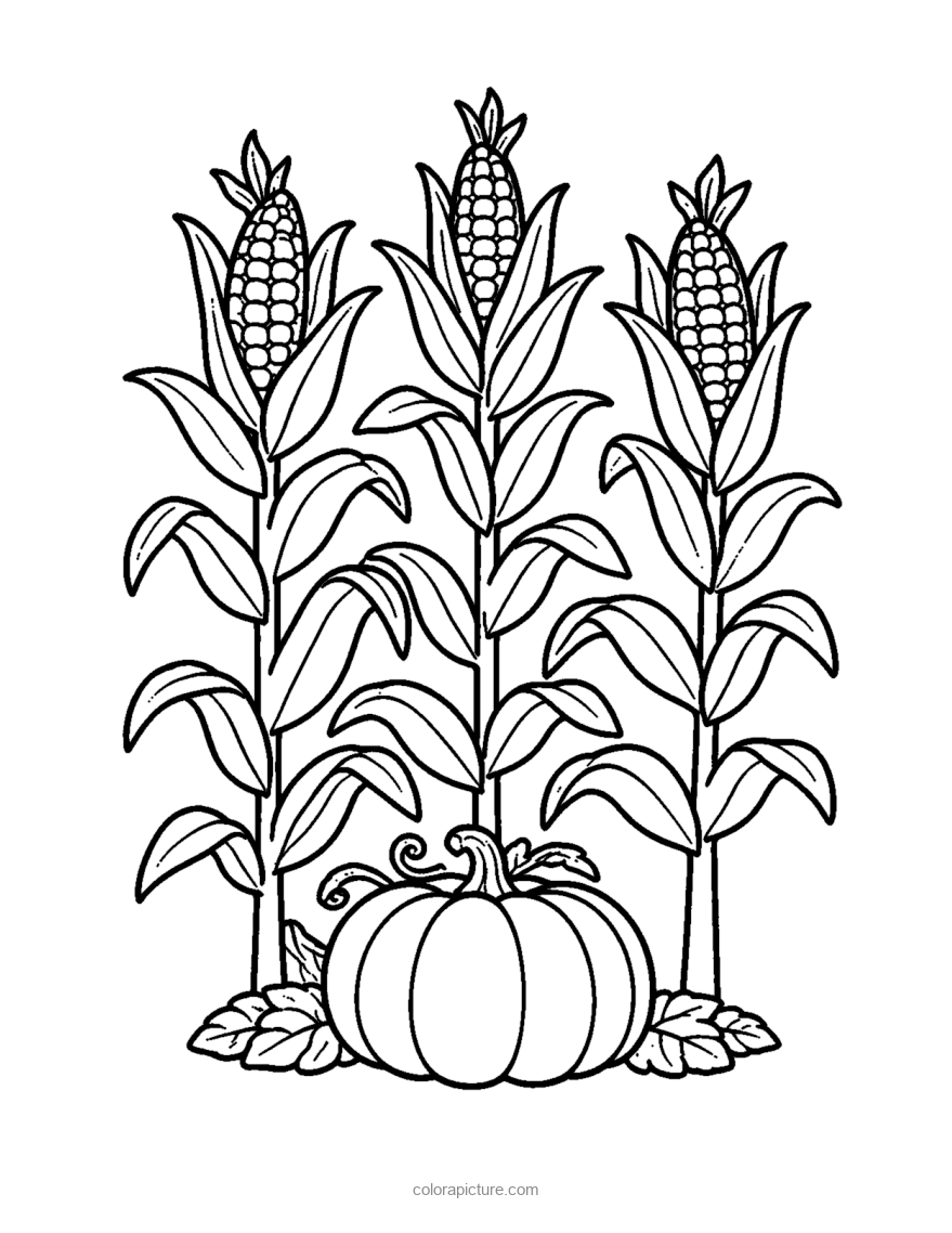 Black-and-white coloring page: Corn Stalks and Pumpkin